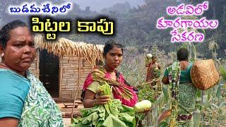 Tribals Organic vegetable harvest & Birds hunting.#Telugu vlogs of tribals #Millets @MyluRams