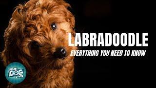 Labradoodle Dog Breed Guide  Dogs 101 - Labradoodle