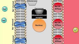 Spironolactone - Mechanism of action