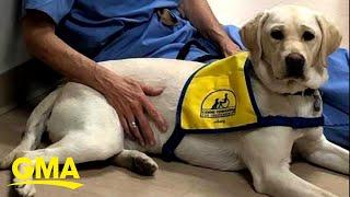 Labrador retriever helps calm health care workers treating coronavirus l GMA