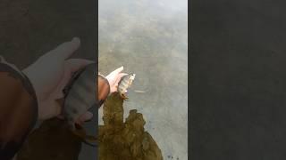 Свободу Ікряним Окуням #shorts #рибалка #fishing