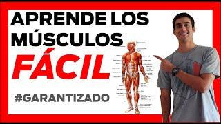  MUSCULOS del CUERPO HUMANO anatomia  FÁCIL Musculos de la pierna