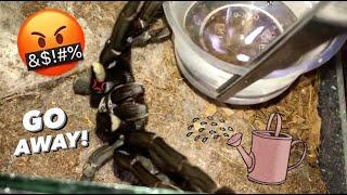 WATERING my TARANTULAS “Part 1 to 10”  #throwback ALL EPISODES ..