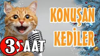 Konuşan Kediler 3 Saat - Sinema Tadında Komik Kedi Videoları