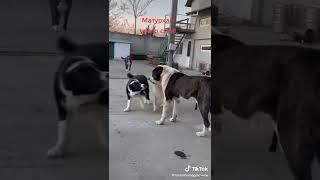 central asian dog Maturxan alabai Алабай