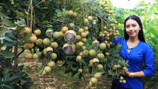 Harvest Longan fruit and make dessert in my homeland