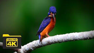 BLUE-EARED KINGFISHER  BIRDS OF BORNEO  YCLEE PHOTOGRAPHY