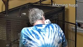 Daddy Waking Up With Onni Cockatoo Surprise ending LOL. 