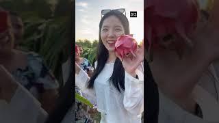 Korean Trying Farm Life in PH  Part 3  Dasuri Choi #dasuritv #minivlog #philippines