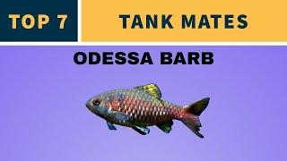 TOP 7 TANK MATES FOR ODESSA BARB