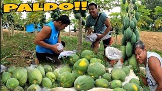 100KILOS ESTIMATED SA AMING PAPAYA THIRD HARVEST+DUMATING NA ANG MGA HAROG  BURDZ JASON