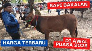 Harga sapi bakalan super di awal bulan puasa 2023 pasar kamisan ketapang