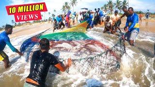 Unbelievable 2000Kg Queen fishes Caught In Seine Net  You Wont Believe How We Caught This