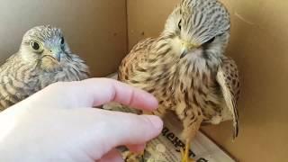 Rehabilitation of kestrels