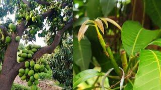 Mango grafting New techniques  how to graft mango tree  Big mango tree grafting