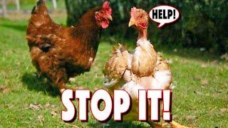 CHICKEN PECKING ORDER Problems That You Can Overcome 10 Sickness & Pecking Signs To Watch Out For