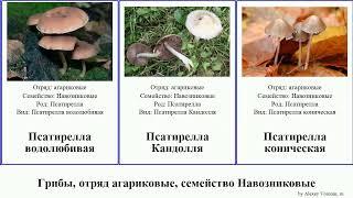 Грибы отряд агариковые семейство Навозниковые псатирелла fungus Agaricales бархатистая First