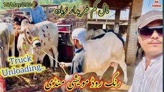 Ring Road Maweshi Mandi PeshawarTrucks agye mandi mybest cattles ki Entery