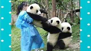 FUNNY and CUTE PANDA will make you LAUGH YOUR HEAD OFF  Funny Babies and Pets