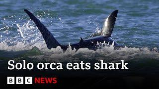 Killer whale hunts and eats great white shark  BBC News