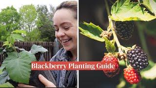 How to Plant Blackberries