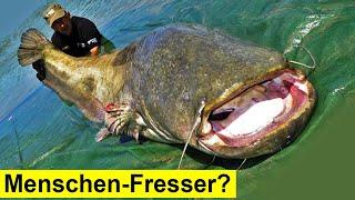 Menschen-fressende Fische in Deutschland?