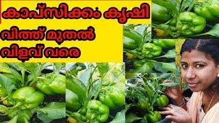 കാപ്‌സിക്കം കൃഷി വിത്ത് മുതൽ വിളവ് വരെ  How to grow capsicum plant at home My Dreams My Happiness