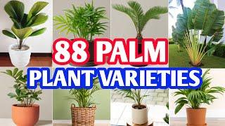 88 Palm Plant Species  Palm Plant Varieties  Plant and Planting