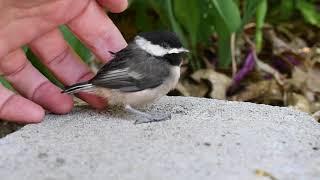 fledgling baby chickadee