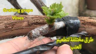 طريقة تطعيم تلقيم . تركيب  العنب تطعيم اشجار العنب Grafting Grape Vines