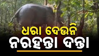 Wild Elephant Rampage In Baripada 4 Fatalities In Just 3 Days