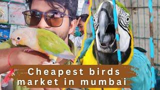 cheapest price parrots  cats  birds  market in mumbai  Crawford Market Mumbai 2024