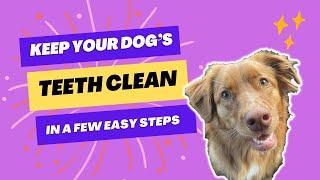 How to Keep your Dog’s Teeth Clean and Healthy - Duck Tolling Retriever Edition - Brush and Chews