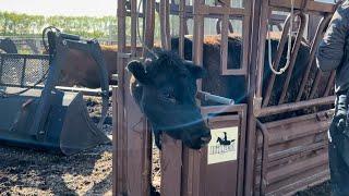 Herd health day and getting cows to pasture