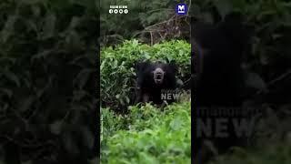 Bear spotted in a tea plantation in Valparai  #onmanorama  #news