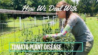 Tomato Plant Disease How We Deal With It