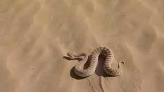 Arabian Horn Viper Release I