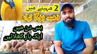 Din Mein 1 Bar Khilaen Aur Qurbani Walay #Dumba Ka Wazan Badhaen  Dumba Paalo Shauq Se  By Abid.