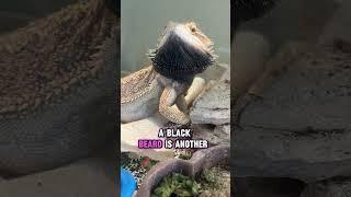You wont believe what this lizard did Bearded Dragon Behavior part 2