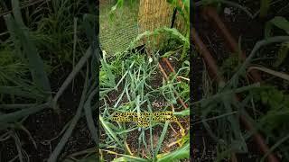 Southern New England Garden update with my Garlic Onions and Silver Queen Sweet Corn. #organic