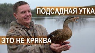 Русская подсадная утка это не кряква.  Кулешов А.В.