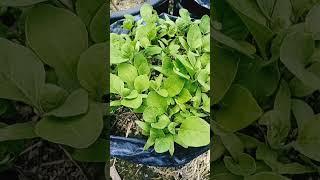 cara semai benih terong ungu #youtubeshorts #berkebun #pekaranganrumah