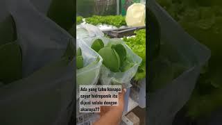 Kenapa Sayur Hidroponik Dijual Selalu dengan Akarnya???