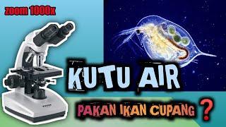 ZOOM 1000X‼️KUTU AIR DENGAN MIKROSKOP  PAKAN IKAN CUPANG