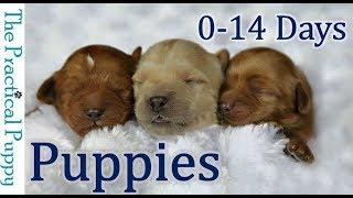 Newborn Puppies Birth to 2 Weeks