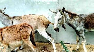 #Donkey mating ting murrah 2023  Donkey mating  #donkey  mating first time