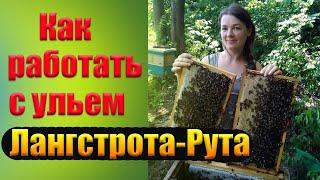 Содержание пчел в многокорпусных ульях Лангстрота-Рута. Учимся работать с ульем Рут на пасеке