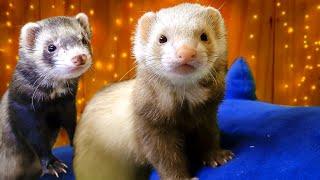 What You Need to Know About Ferrets