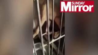 Horrific greyhound abuse footage from China