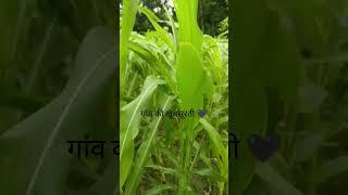 गांव की हरियाली ️।  #shorts #viral #viralvideo #bihar #biharwale #sukoon